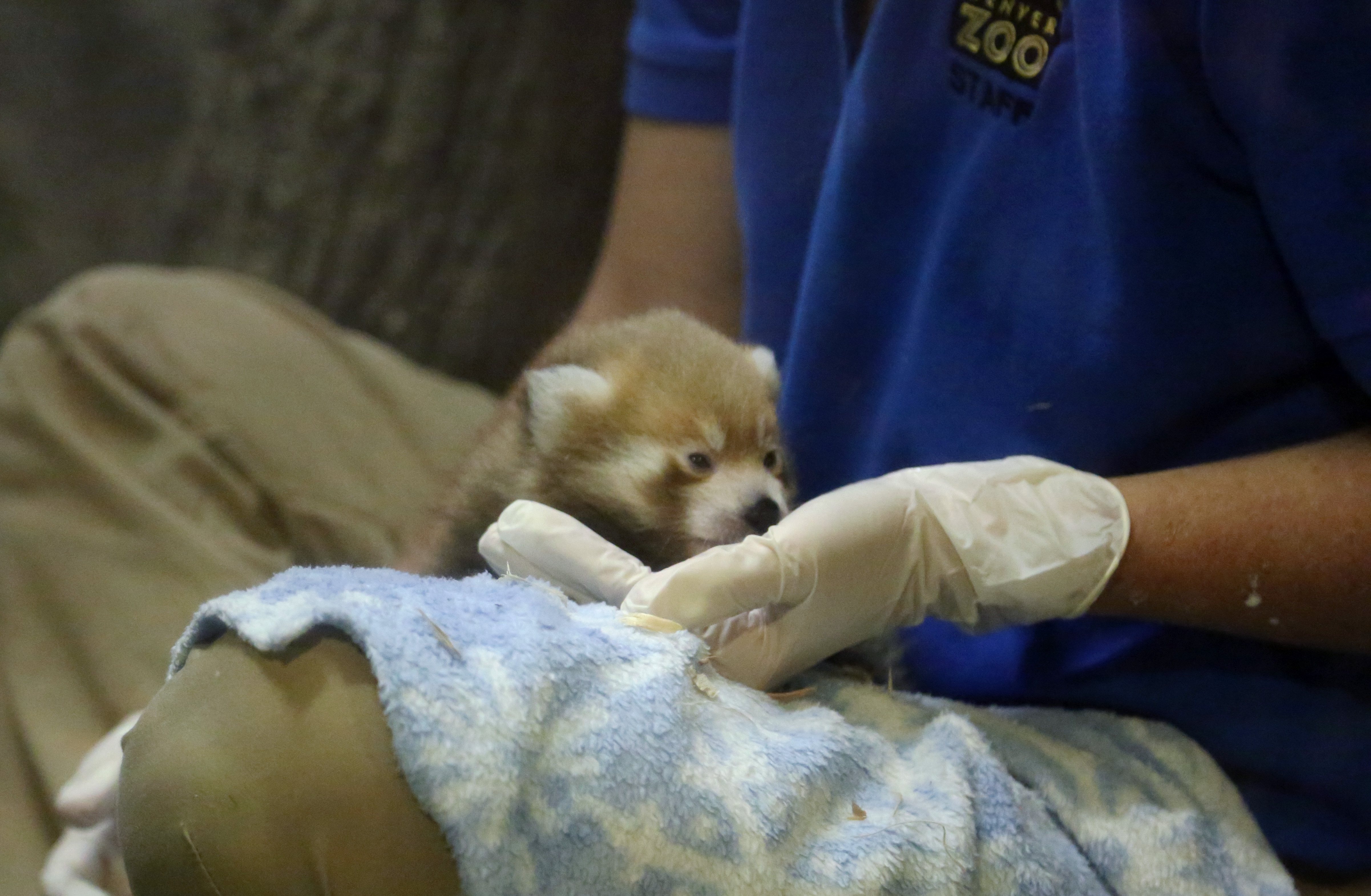 Red panda cubs bottle fed at Denver Zoo | 9news.com